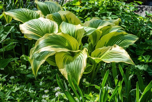 Hosta dragonfly plantain - 'dragonfly', (plantain