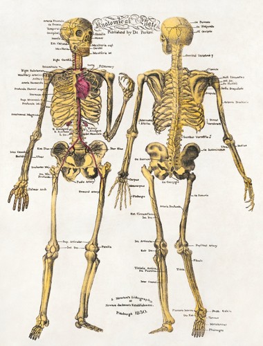Anatomical plates art - , print