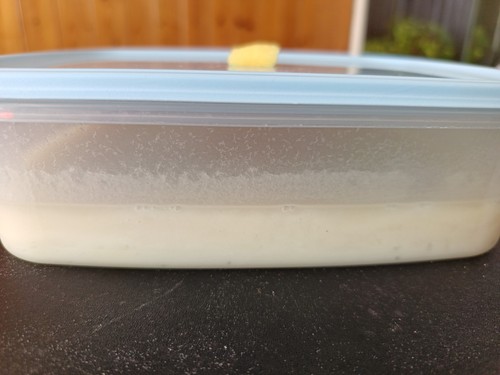 Live microworm culture - microworm, starter