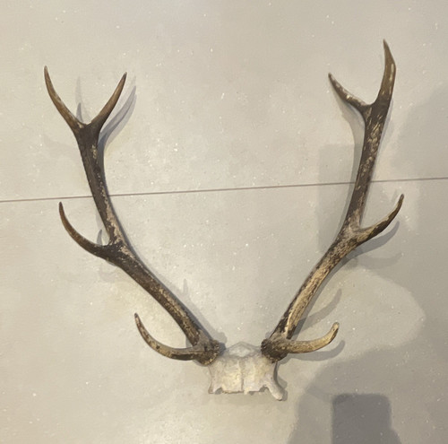 Deer antlers with skull plate - antlers,