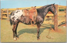 Artistic Vintage Postcard Grand Champion Appaloosa Gelding Horse United States