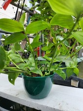 Callisia Repens Aurea Turtle