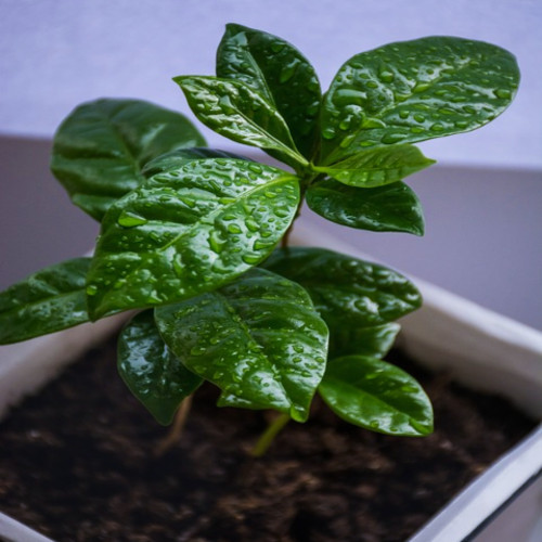 Coffea arabica caturra - coffea,