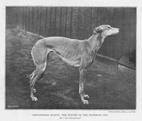 Greyhound coursing thoughtless - coursing,