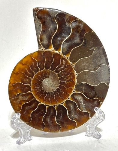 Large 117g ammonite jurassic - 117g,