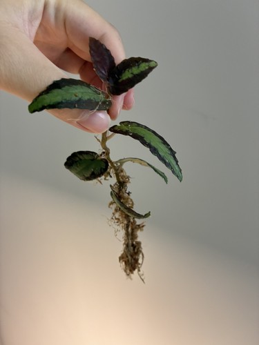 Pellionia repens procris - pellionia,