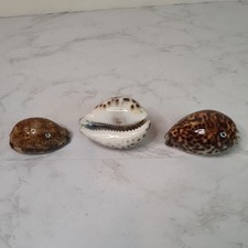 Tiger cowrie sea shells - cowrie,