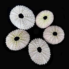 5 x Pastel Sea urchins 3 to 4
