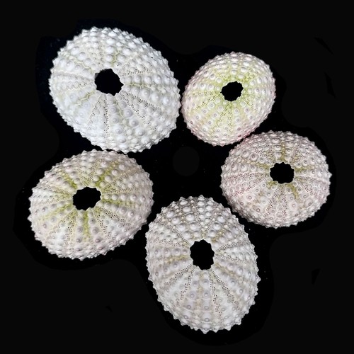 Pastel sea urchins to 4 - pastel,