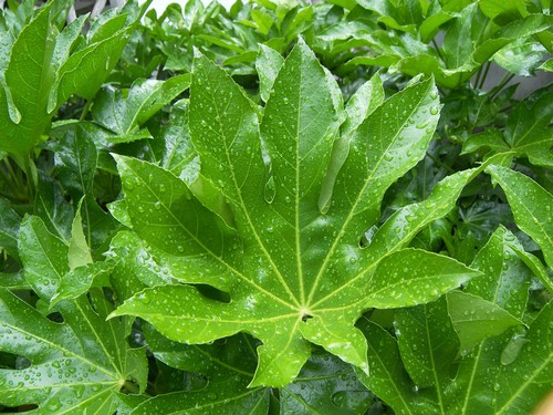 Fatsia japonica plant japanese - fatsia,
