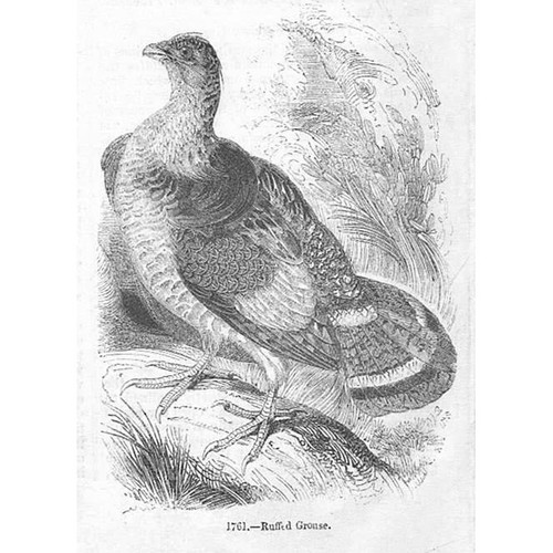 Birds ruffed grouse - grouse,