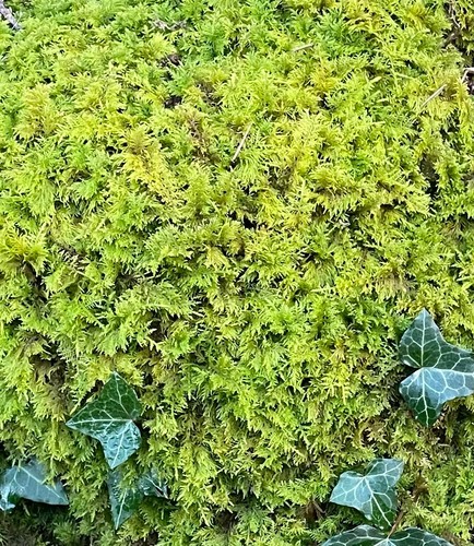 Moss terrarium vivarium - terrarium, live