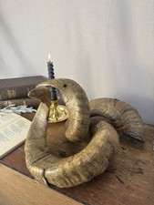 Vintage Ram Horns Pair Natural