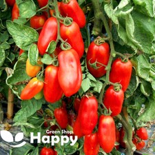 VEGETABLE TOMATO SEEDS - SAN MARZANO 2 - 70 SEEDS - ITALIAN HEIRLOOM TOMATO