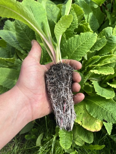 Primula bulleyana perennial - primula,