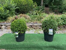 2 Yew Topiary Balls Evergreen .(taxus baccata) PRICE REDUCED!