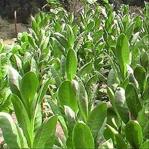 Turkish izmir tobacco seeds - izmir,