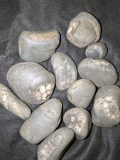 Natural Whitby Ammonite