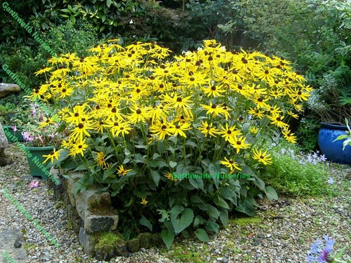 Potted ltr rudbeckia - 1,
