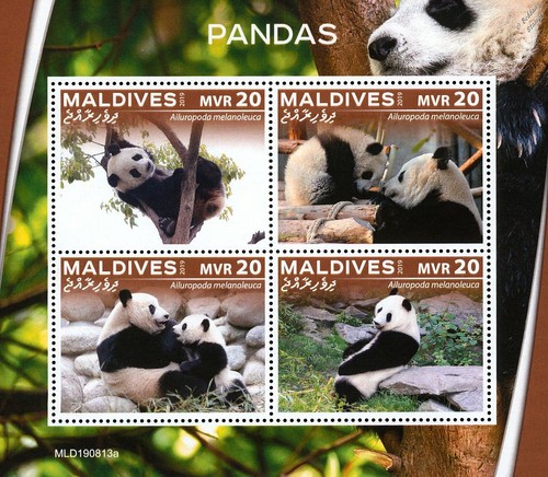 Pandas giant panda bears - panda, /