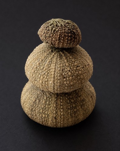 Sea urchin shells - shells, x3