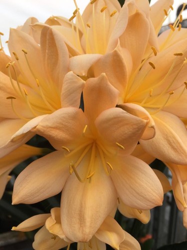 Clivia miniata peach - 3,