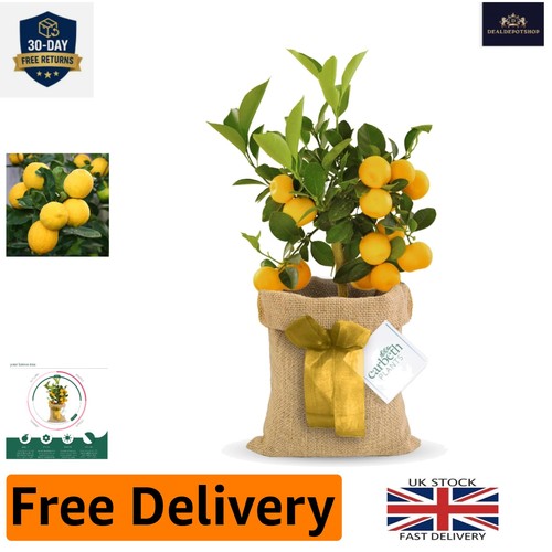 Elegant 12cm lemon tree - tree, plant