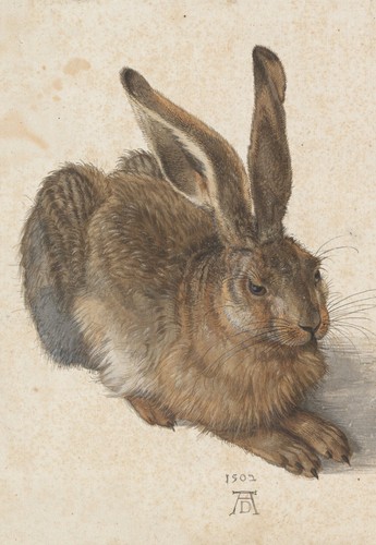 Young hare feldhase - hare, albrecht