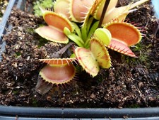 Carnivorous Plant - Venus Fly Trap - Dionaea Muscipula -Charly Mandon's Spotted