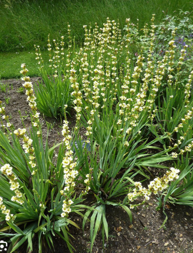 10x sisyrinchium striatum - 10x,