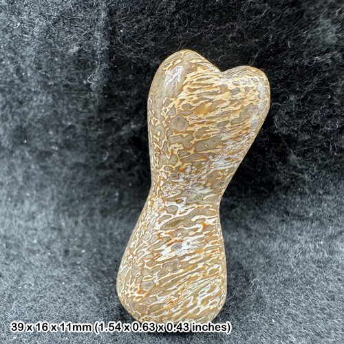 Fossil genuine dinosaur bone