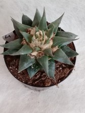 Ariocarpus trigonus var