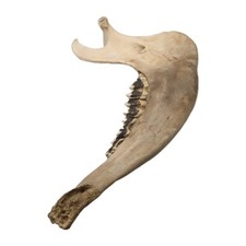 Vintage weathered sun bleached cow mandible jaw bone and teeth oddity fossil #2