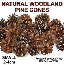 Small Real Pine Fir Cones