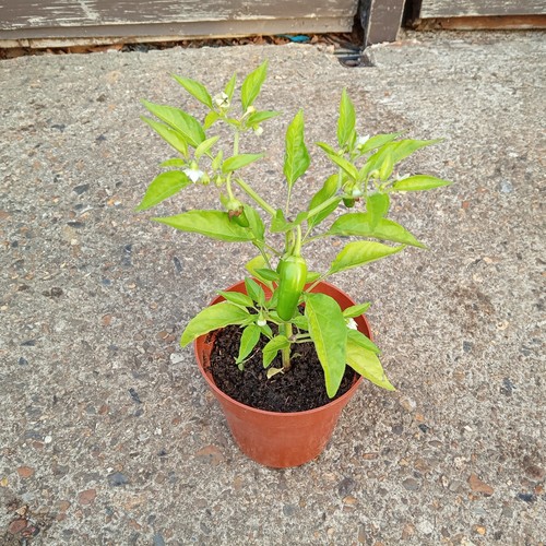 Natural home grown - natural,