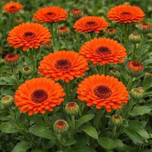 Pot marigold pacific flame - pot, 'pacific