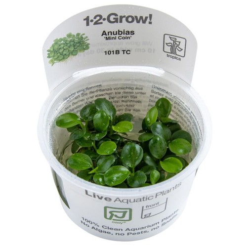 Tropica live aquarium - aquarium, plants