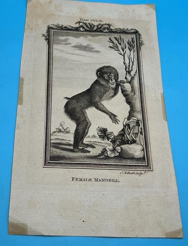 Female mandrill copperplate - female, mandrill.