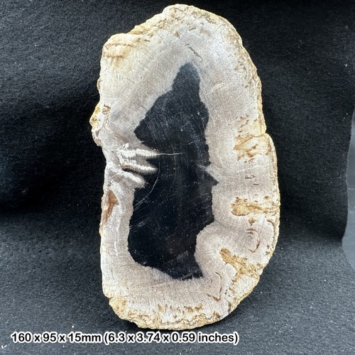 Polished palm tree - , petrified