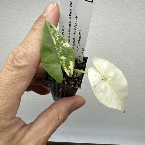 Alocasia scabriuscula pink - alocasia,
