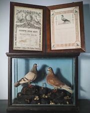 Antique pair racing homing pigeons C1900 natural history bird 