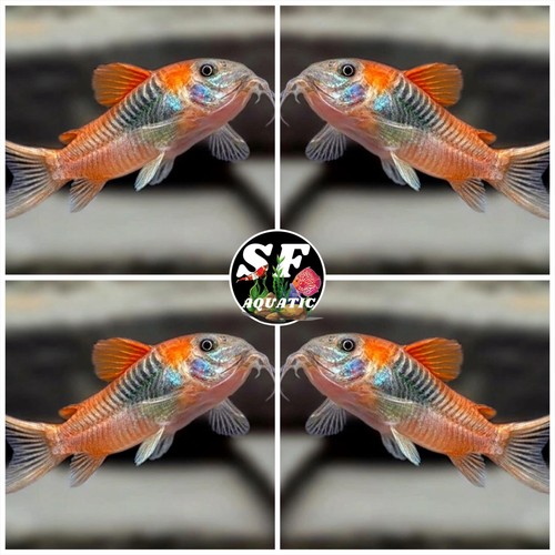 Pack corydoras aff aneus - corydoras, sp.aff.aneus