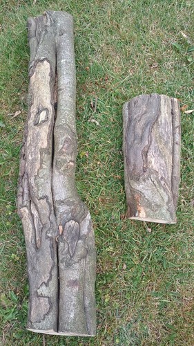 Hardwood beech tree - , logs