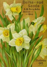 A4 Print DM Ferry Bulbs Seed Catalogue 1913 Daffodils