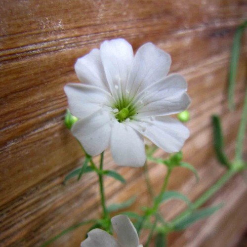 Gypsophilia repens - 2x, |