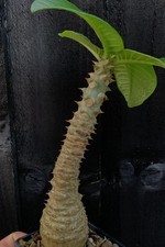 Pachypodium Windsorii | Succulent Caudex