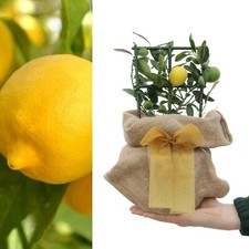 Lemon Tree in 12cm Pot - Hessian Gift Wrap with Gift Card - Mini Citrus Tree