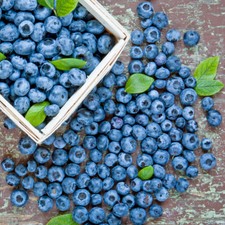 Blueberry 'Duke' 9cm Plant x2