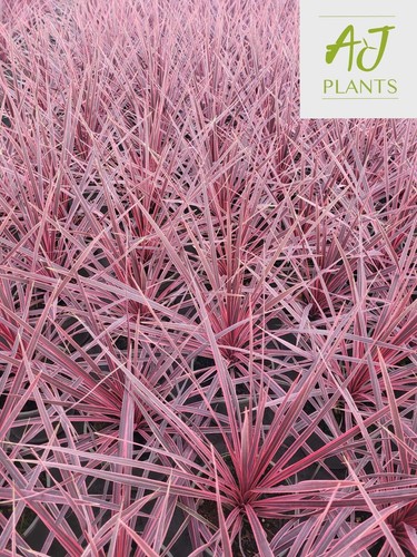 Cordyline charlie boy - cordyline,