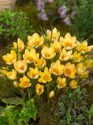 Golden crocus romance bulbs - 25,